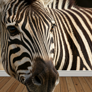 A close-up of a zebra's face wallpaper mural