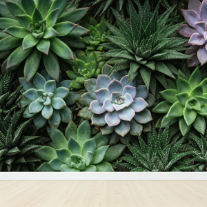 succulents flower unique shapes and textures wallpaper
