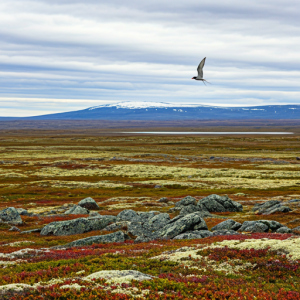 Tundra ecosystem nature wallpaper