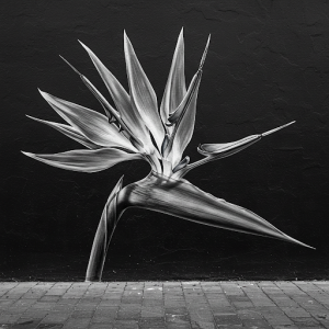 Black and white exotic flower mural