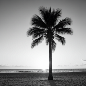 Photorealistic black and white palm tree wallpaper