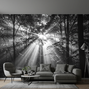 Sunlight through trees black and white forest wallpaper mural