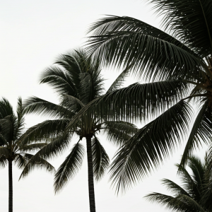 The stark contrast of the dark palm tree trunks and swaying fronds against a crisp white background creates a dramatic, sophisticated, timeless, and modern look.