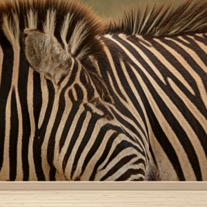 Zebra prints nature wallpaper mural