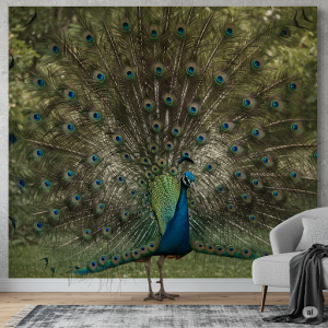 Classic Display Peacock Wallpaper for interior decoration. A single, large-scale image of a peacock with its full train elegantly displayed.