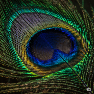 Feather Close-Up Wallpaper. A macro view of the iridescent eye of a single feather, blown up to mural size.