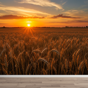 Golden wheat field at sunset wallpaper mural.