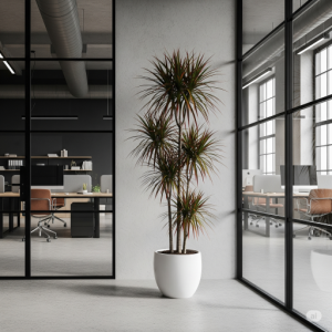 Dracaena Marginata in Office Interior Design