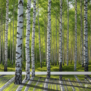 Birch Tree Grove 3D Office Wallpaper Mural