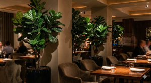 Faux Fiddle Leaf Fig Restaurant Plants