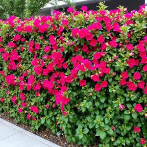 Lush hedging with Bougainvillea and Kei Apple providing security and privacy.