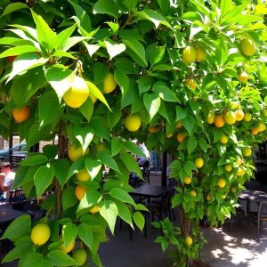 Passion Fruit Vines (Passiflora) thick foliage provides cool, solid shade, essential for afternoon outdoor restaurant dining comfort in a sunny location.